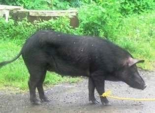 Andaman Desi pig Andaman wild pig, Nicobari pig, Andaman Desi pig and... | Download Scientific ...