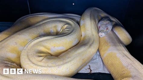 Giant python reunited with owner after months roaming Austin - BBC News