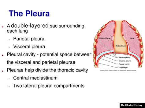 PPT - Anatomy and physiology of The Respiratory System PowerPoint ...