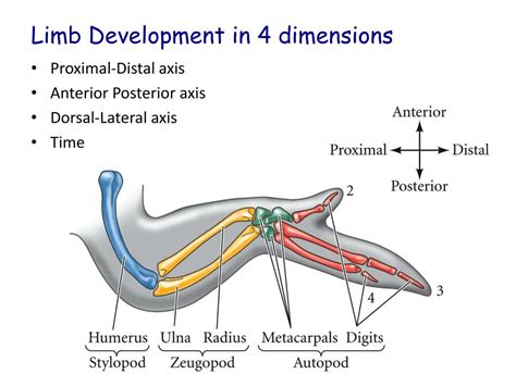 PPT - Tetrapod Limb Development PowerPoint Presentation, free download ...