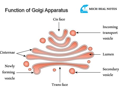 The function of Golgi Apparatus - Microbial notes