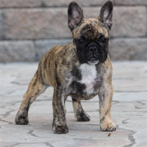 Brindle French Bulldog Color White French Bulldog Puppies, Brindle French Bulldog, French ...