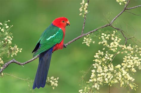 Download Branch Bird Parrot Australian King-Parrot Animal King Parrot HD Wallpaper