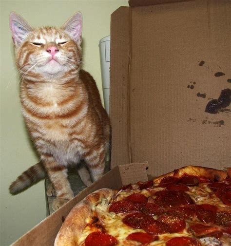 14 Cats That Are Crazy For Pizza