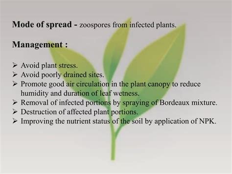 Diseases of Tea - Symptoms, Pathogenic characters and their Management