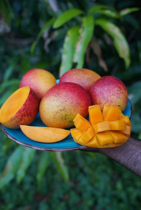 Tommy Atkins Mango in Season🥭 – Miami Fruit