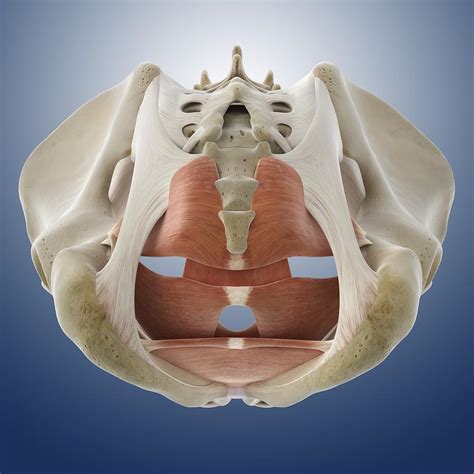 Male pelvic floor, artwork Photograph by Science Photo Library - Fine ...