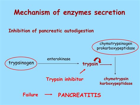 PPT - Gastrointestinal function secretion, regulation PowerPoint ...