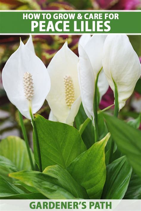 How to Grow and Care for Peace Lilies | Gardener’s Path