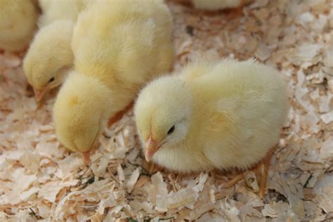 Our new baby chicks.