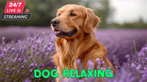 12 HOURS Deep Sleep Anti-Anxiety Dissociation Dog Music | Soothing Dog ...