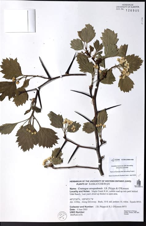 Creating a DNA Barcode Reference Library of Plants of Canada – BIObus