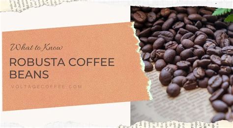 Robusta Coffee Beans & What to Know