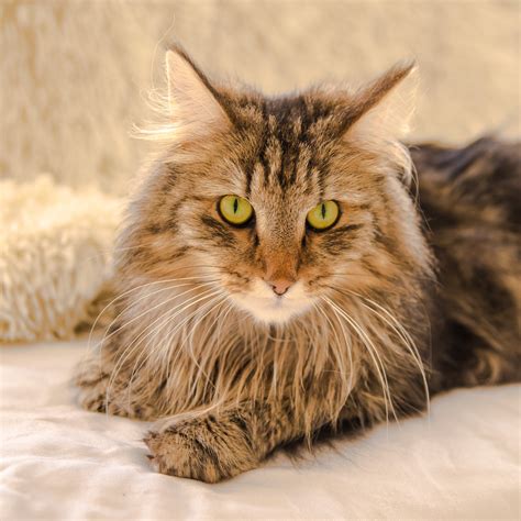 Norwegian Forest Cat: character, price, size - zooplus Magazine