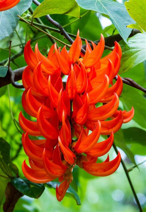 Flame of the Forest (Butea monosperma) – Catalytic Breakthrough - Pegasus Products