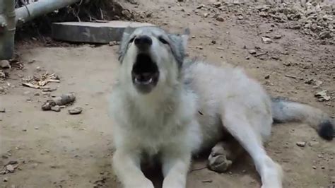 Wolf puppy howling July 1, 2015 - YouTube