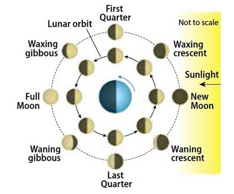 First Quarter Moon Phase Diagram