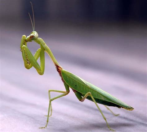 Praying Mantis - Spirit Animal Totems