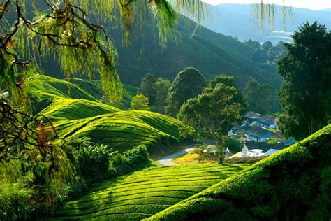 Cameron Highlands - Malaysia