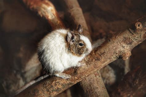 Degu Rodent Pet Cute Free Stock Photo - Public Domain Pictures