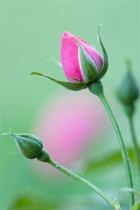 Rosebud stock photo. Image of cocoon, rose, vertical - 27886934