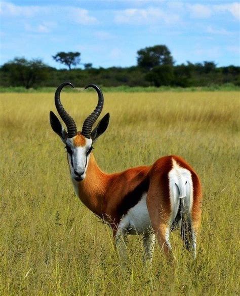 Springbok | South african animals, African animals, Africa animals