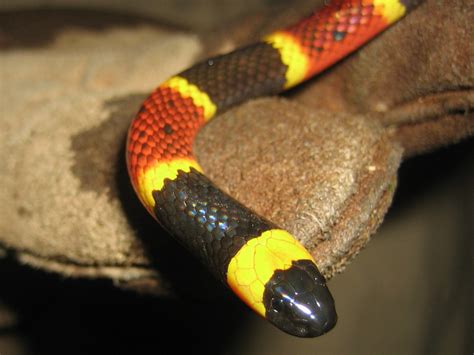 Florida Snake Photograph - Closeup - Eastern Coral Snake