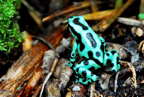 Dendroland: Dendrobates Auratus, sus morphos y variedades de color.