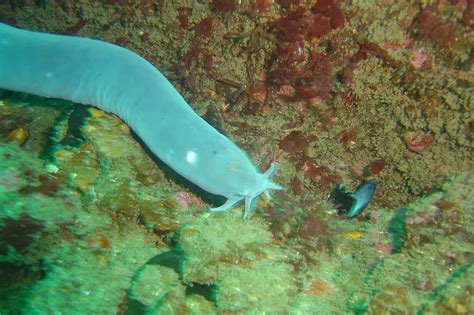 Hagfish Eyes Debunks Claim Eye Evolution | Answers in Genesis