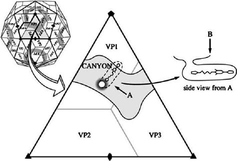 Diagrammatic view of picornavirus with enlargement of one icosahedral... | Download Scientific ...