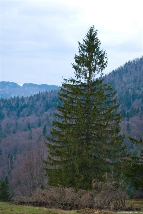 Evergreen Tree – FREEBigPictures.com