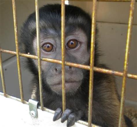 Jungle Friends Primate Sanctuary: Baby Monkey Rescue