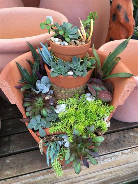 Pin by Cherry road nursery on Succulent creations | Succulents garden ...