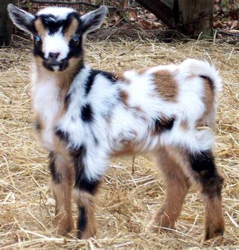 29 Funny Baby Goat Pictures That Show They Could Be the Most Adorable Animal of All - Farm ...