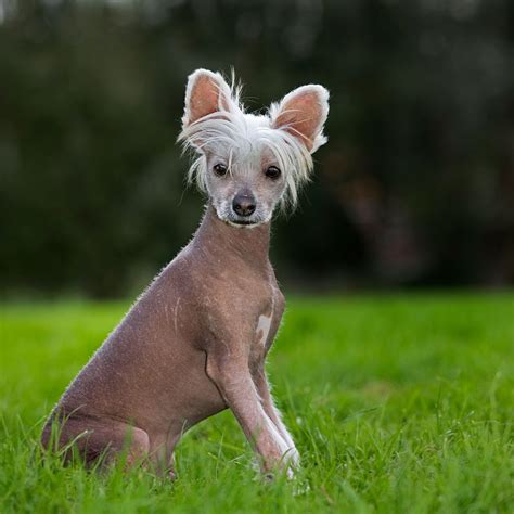 Where Do Hairless Dogs Come From