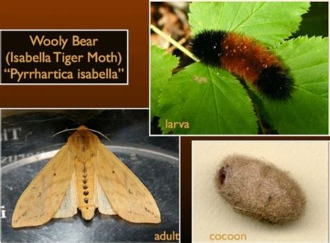 Wooly Caterpillar Moth