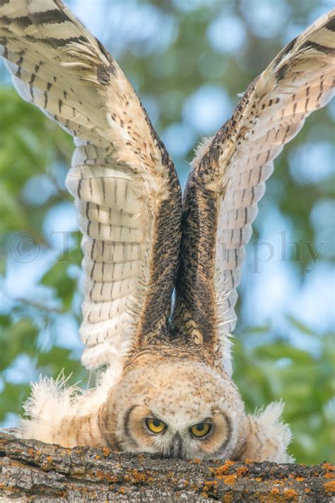 Great Horned Owl Wings Juvenile – Tom Murphy Photography