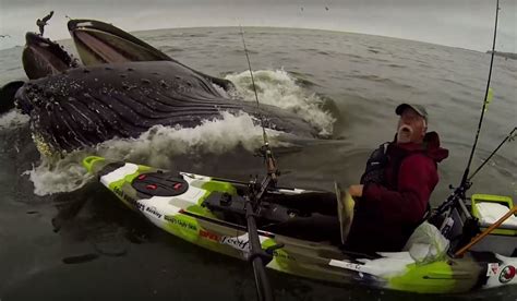 Video: Kayaker Nearly Gets Swallowed by Humpback Whale | OutdoorHub