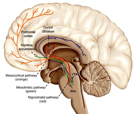 Neural Pathways | What Are They?, How, Types, Dysfunction