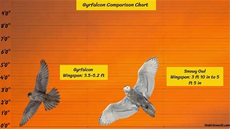 Gyrfalcon Size: How Big Are They Compared To Other Birds?