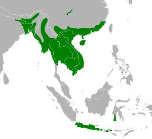 List of largest snakes - Wikipedia