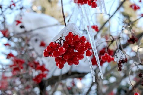 Free Images : tree, nature, branch, blossom, snow, cold, winter, plant, white, fruit, berry ...