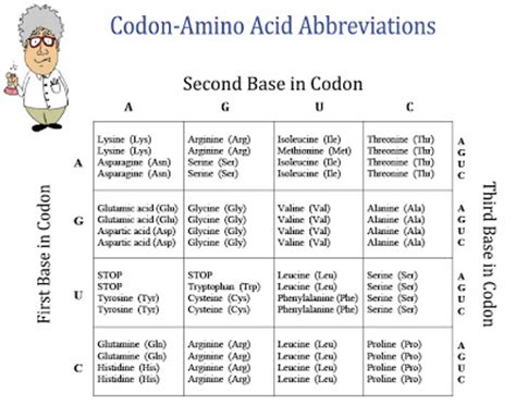 Amino Acid Codon Table Pdf | Review Home Decor