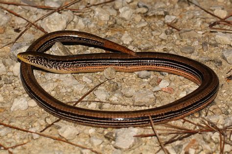 Slender Glass Lizard – Reptiles and Amphibians of Mississippi