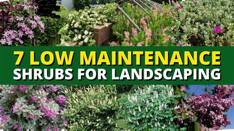 7 Best Low Maintenance Shrubs for Landscaping 🌳🌲 - YouTube