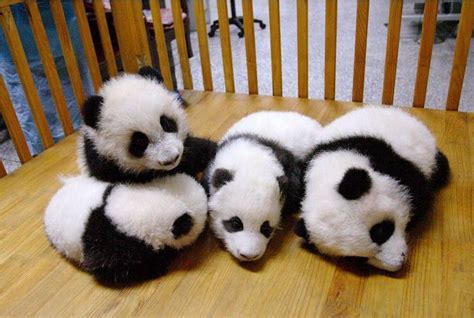 Baby pandas are the cutest animals in the world! #9gag @9gagmobile by 9gag | Cute baby animals ...