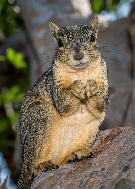 Cute Squirrel : r/squirrels