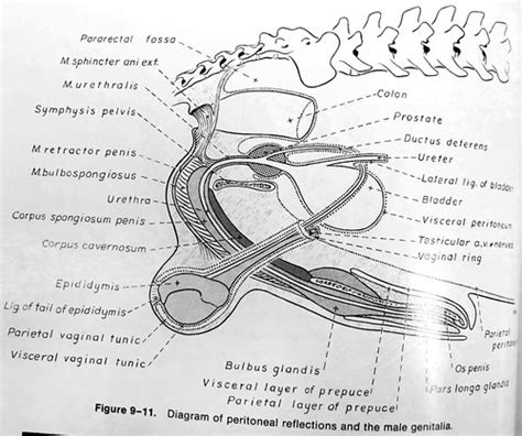 male dog reproductive system | How did I never know that mal… | Flickr