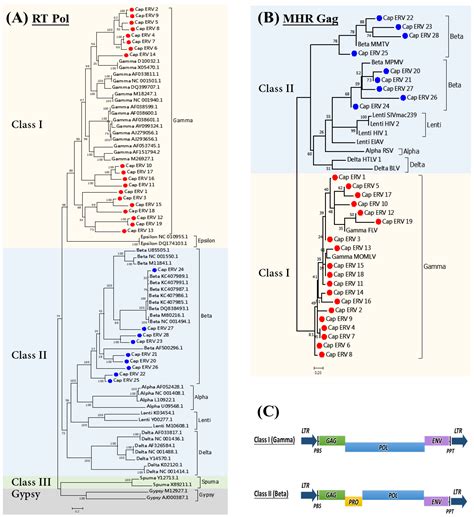 Viruses | Free Full-Text | Evolution of Endogenous Retroviruses in the Subfamily of Caprinae