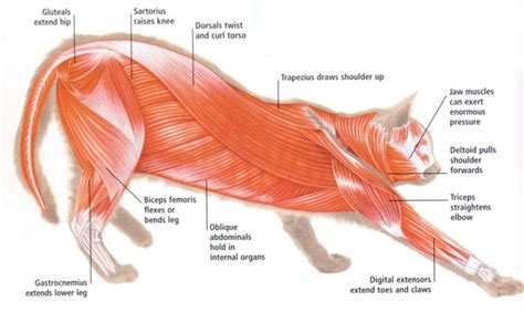 Muscles of the Cat - Labeled